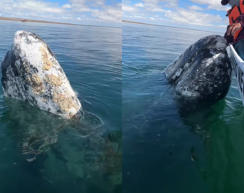身上虱子太多，灰鲸无奈找人类帮忙，墨西哥船长秒变“搓澡工”！