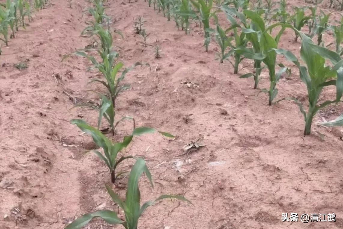 适合西北种植的玉米品种有哪些,适合南方种植的玉米品种排名