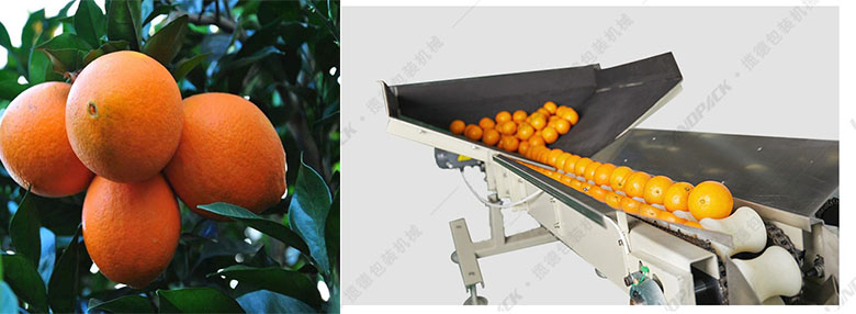 你知道水果冷藏需要多久吗,水果包装机怎么用