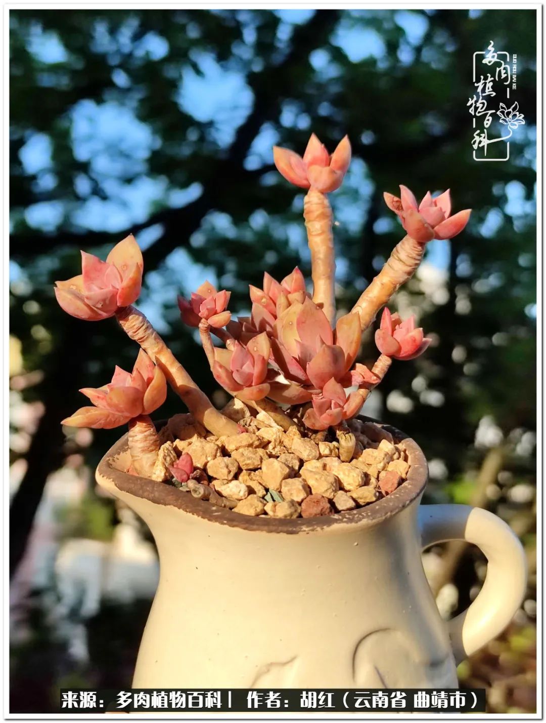 多肉植物里的糖,多肉生活的调味剂