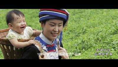 深化对口帮扶||五峰宜红茶：入选中国三大红茶之一究竟有何魅力？