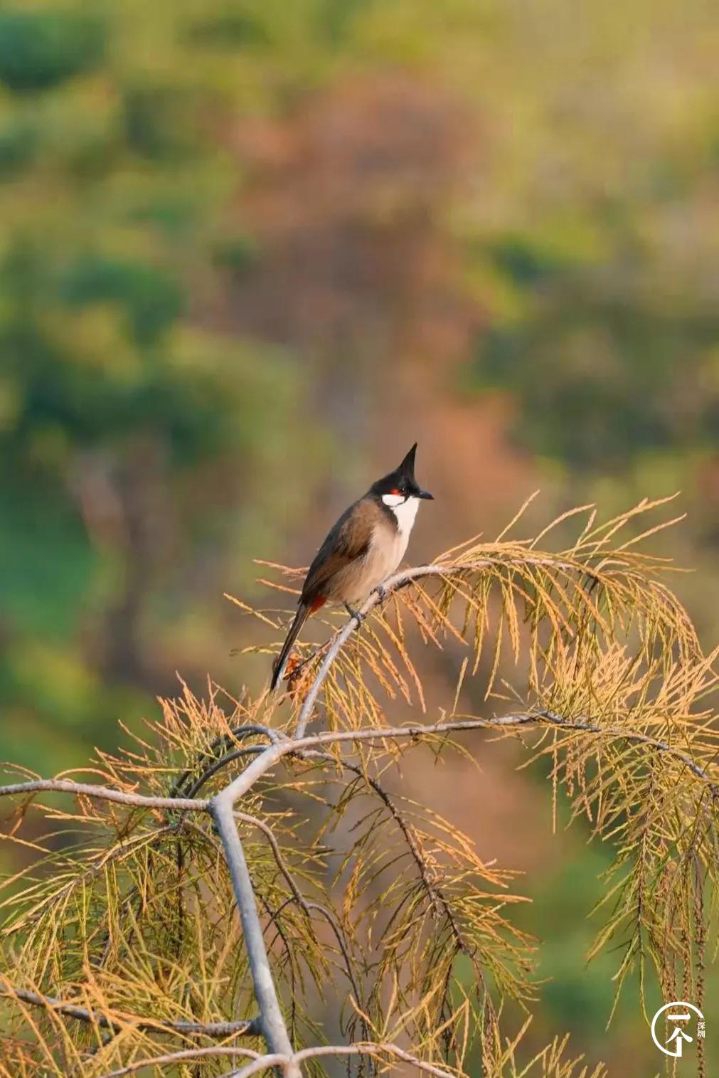 深圳4个绝美海岛,深圳值得游玩的小岛