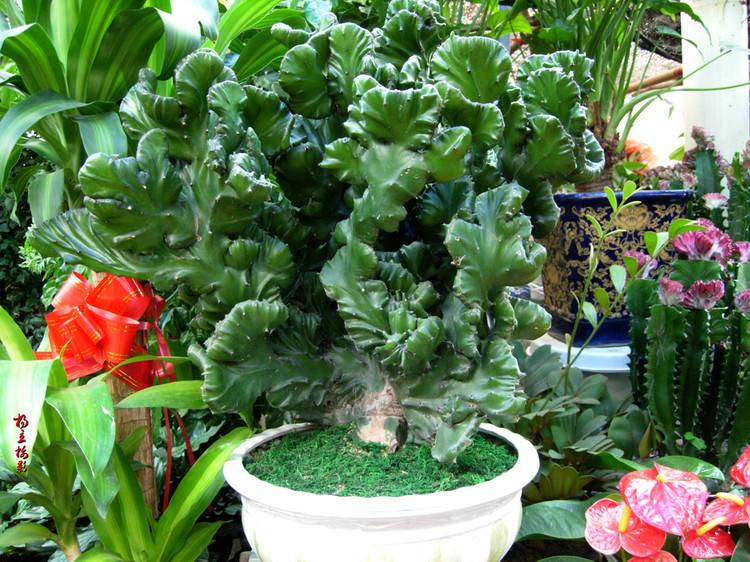 十种最吉利的镇宅花,家里养这5种旺宅花