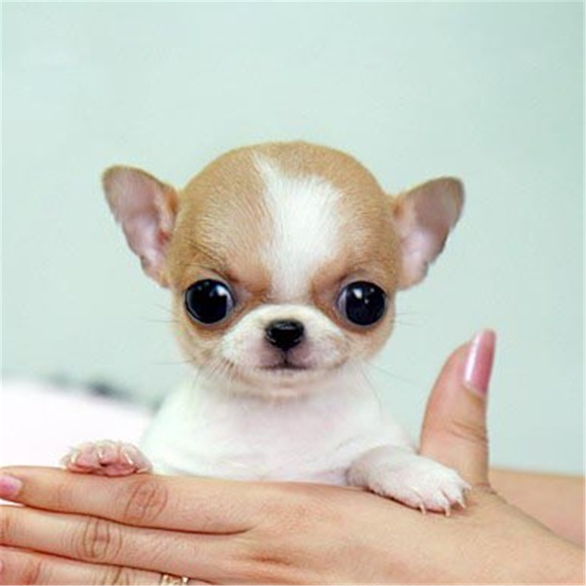 吉娃娃值多少钱一只,吉娃娃价值多少钱