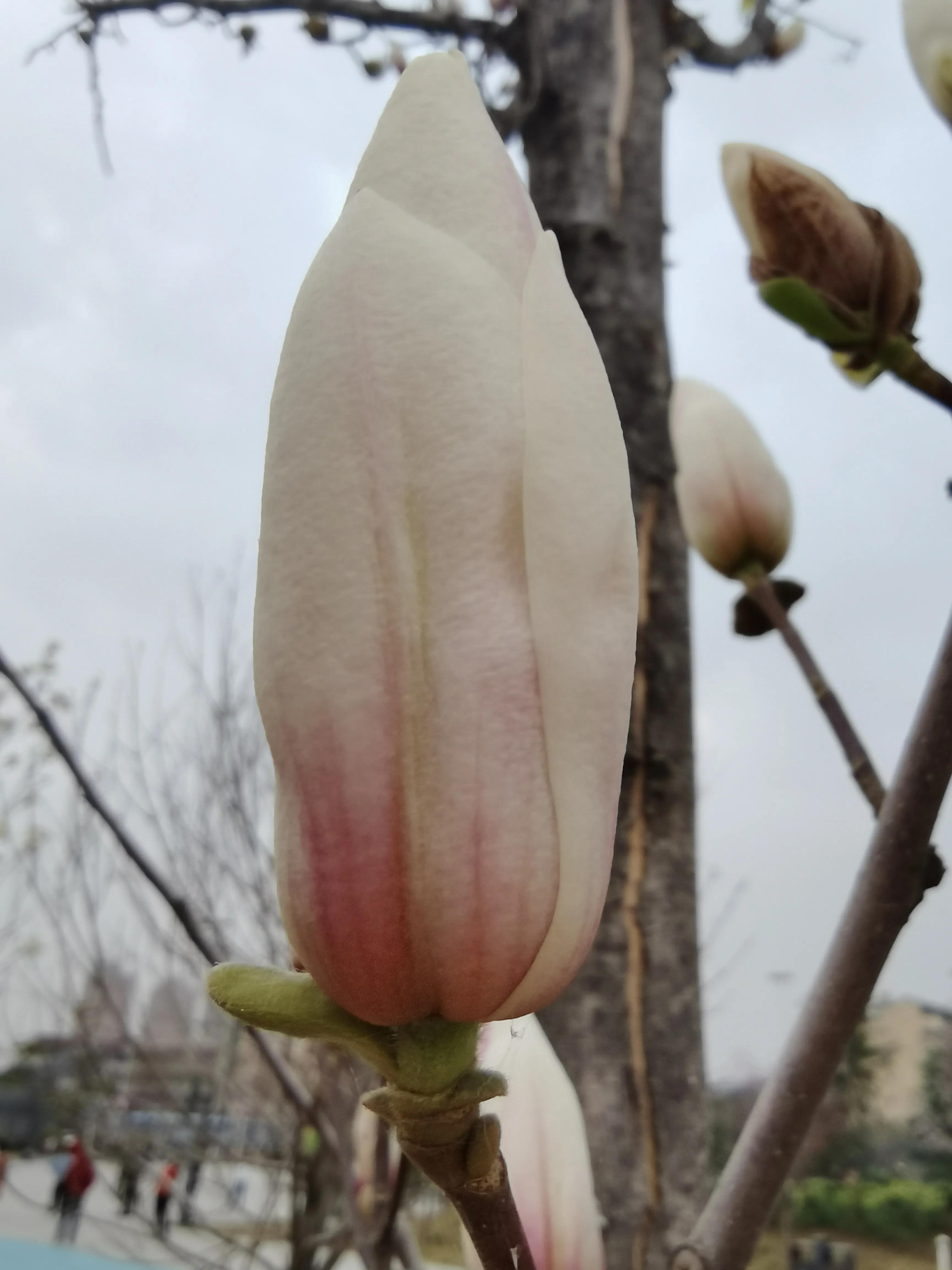 玉兰花的花语视频,玉兰花的花语微博