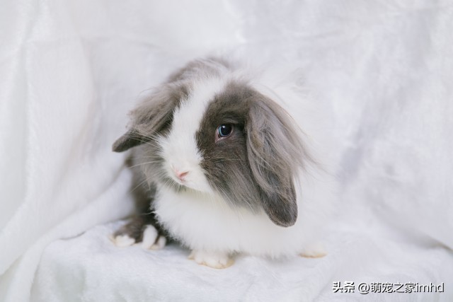 兔子飞机耳咋回事,兔子飞机耳