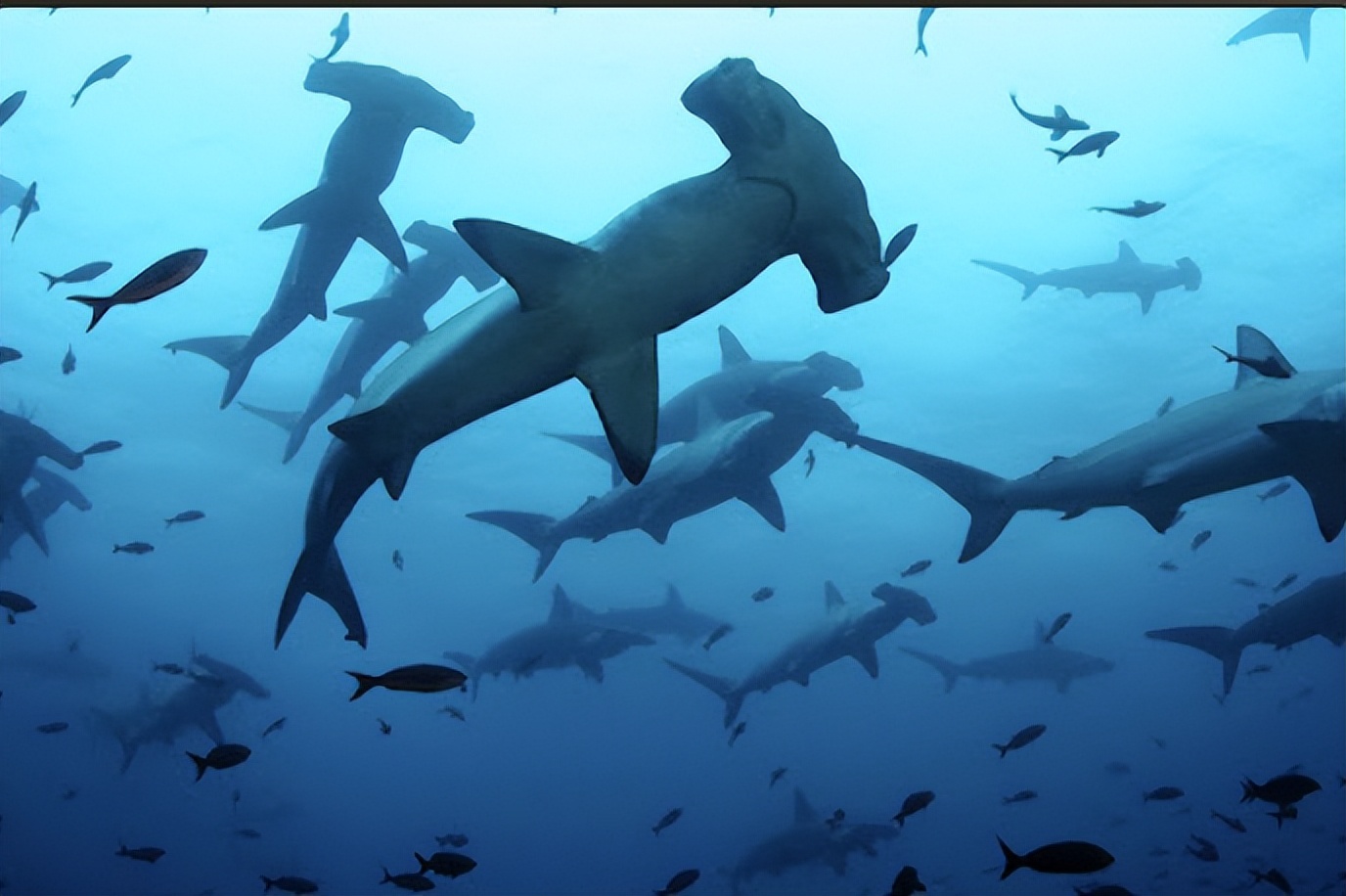 雌性鳄鱼单独繁殖,世界首例雌鳄鱼