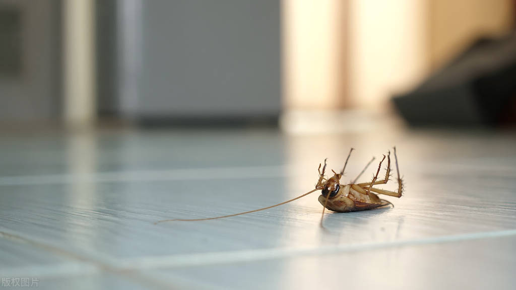 自制蟑螂克星轻松消灭家里蟑螂,出现一只蟑螂代表家里很多蟑螂