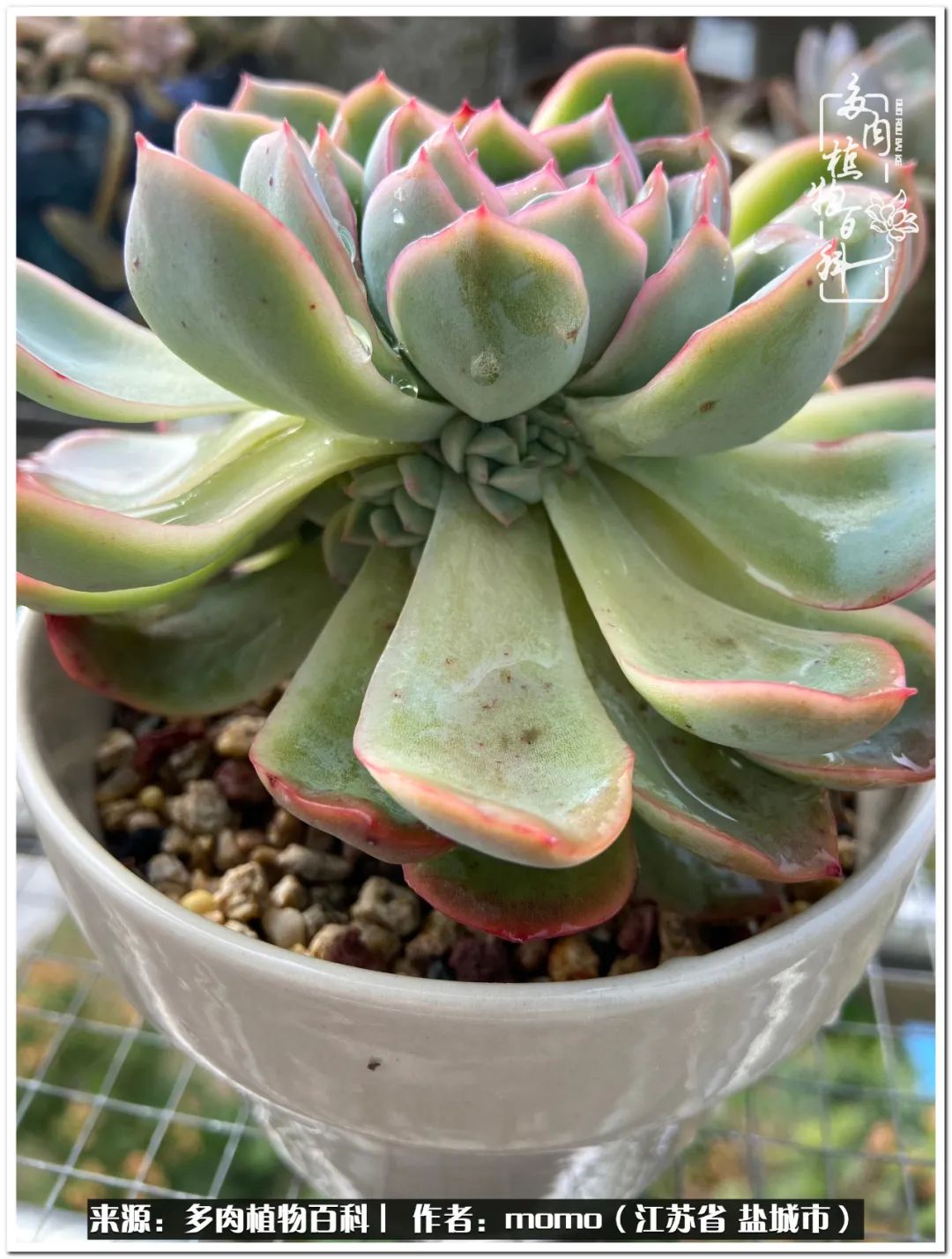 露养一个月的多肉图片,露养多肉春天外面过夜么