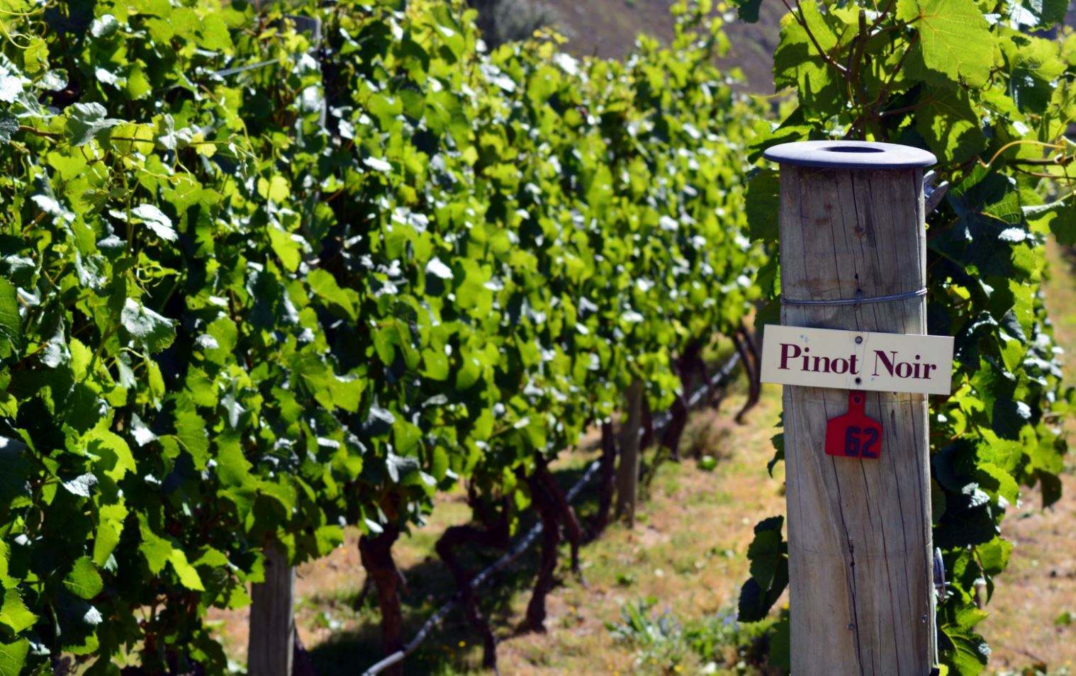 葡萄酒知识大全,葡萄酒知识轩尼诗