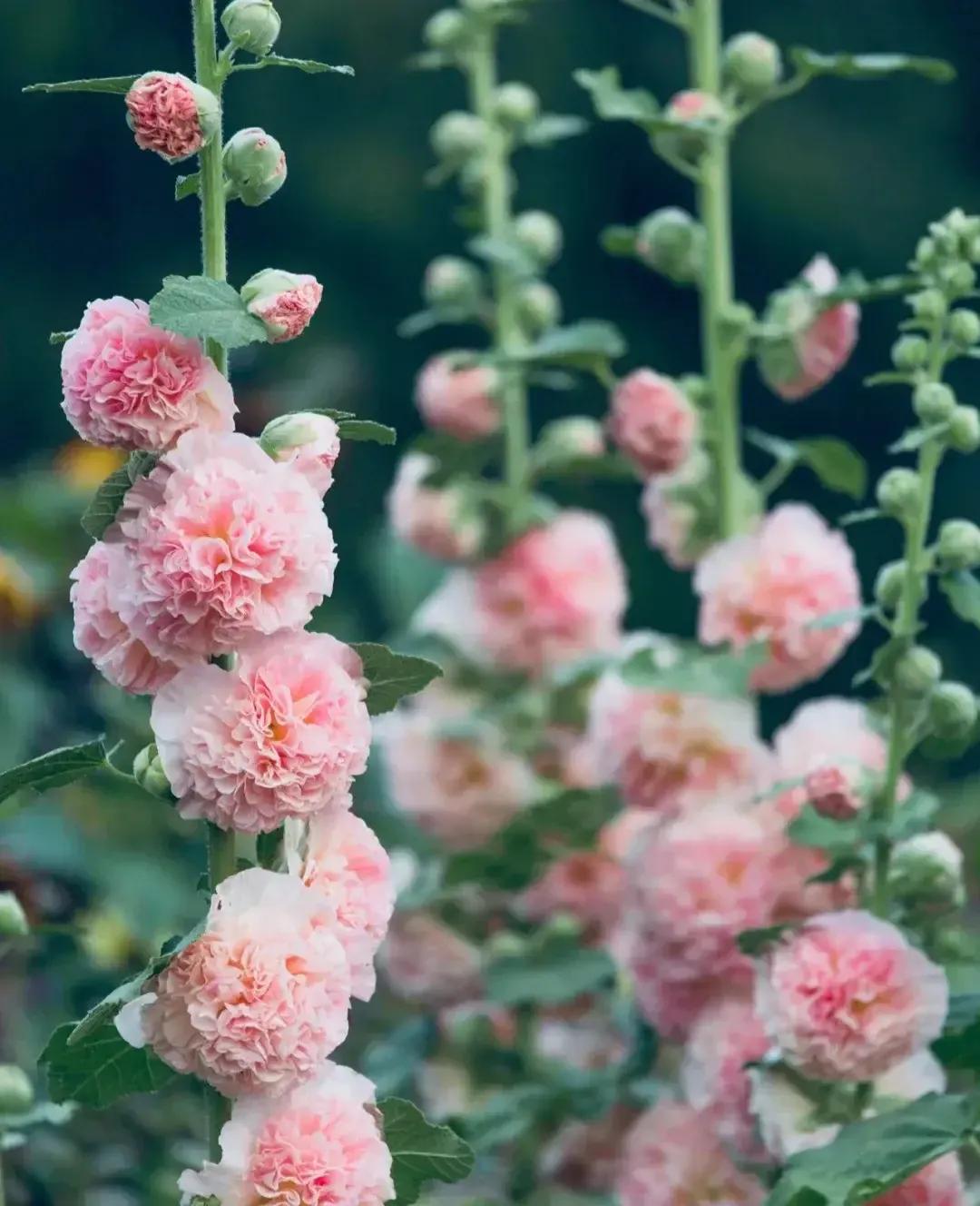 绿化带里常见的草本花,绿化带常见植物名称及图片