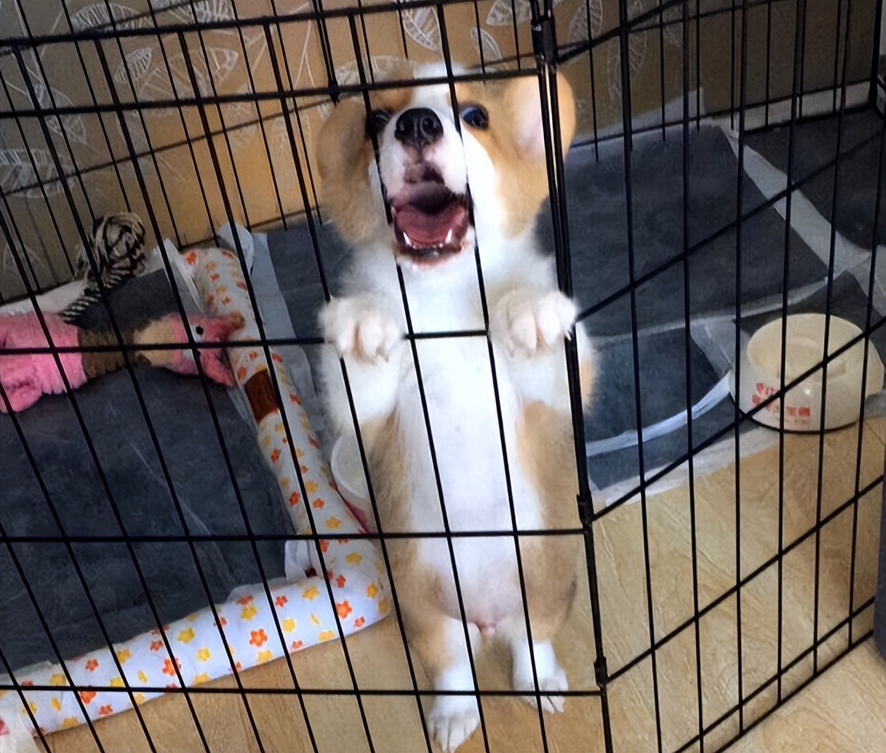 经常不遛狗会给主人带来什么祸害,不经常遛狗会怎样