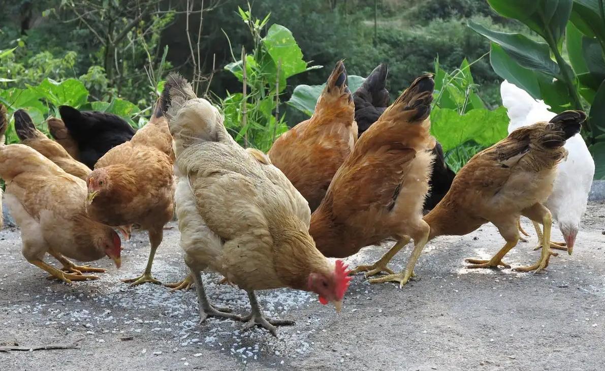 在县城如何销售土鸡蛋,卖土鸡蛋怎么做销路