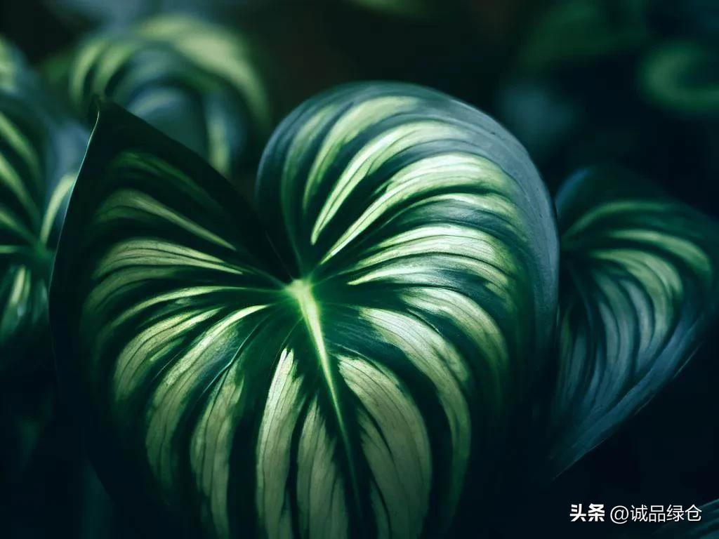 十种室内最好养的花,十种最养不死的花排行榜