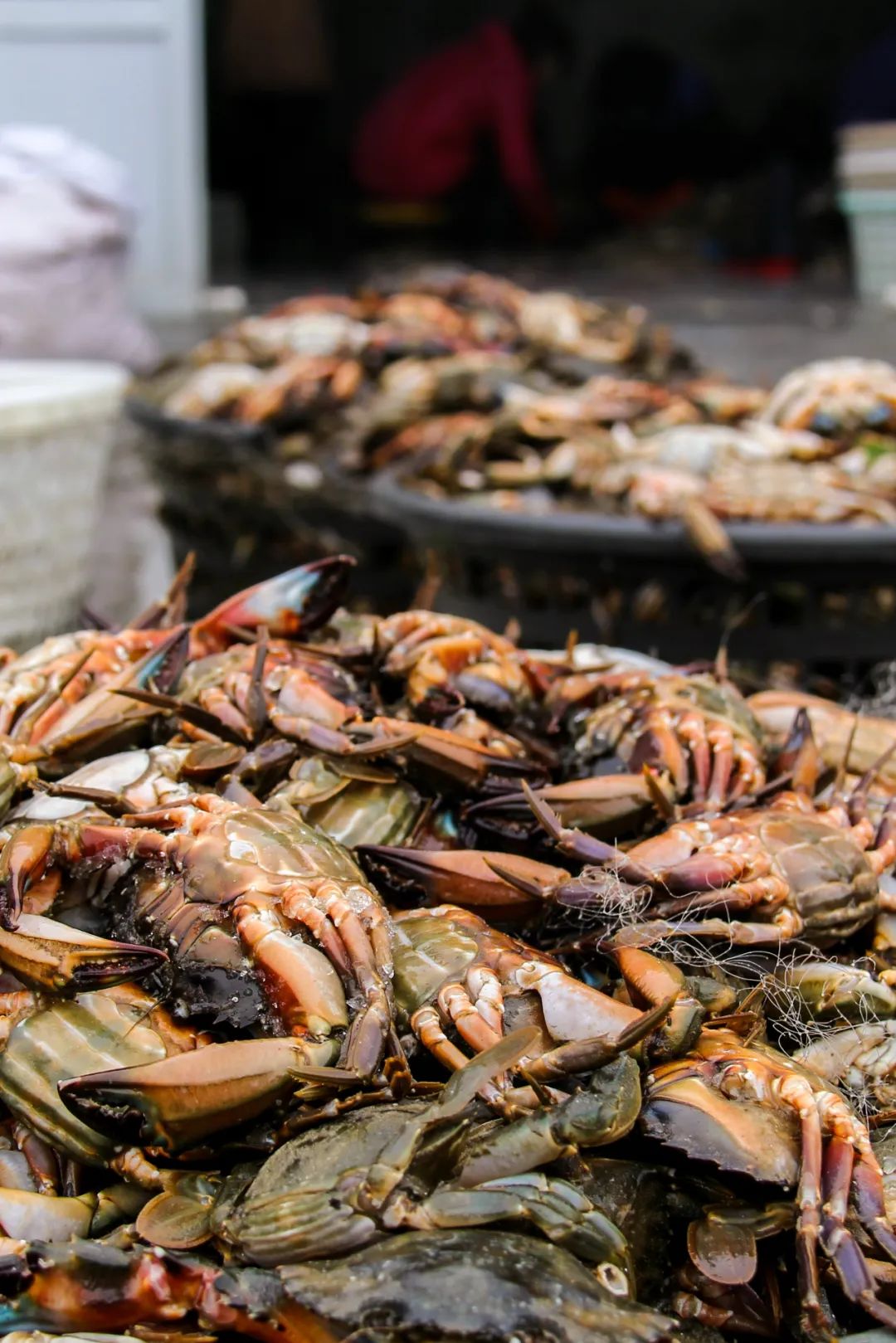 在这座隐藏的海鲜大城，人均黄蚬子自由