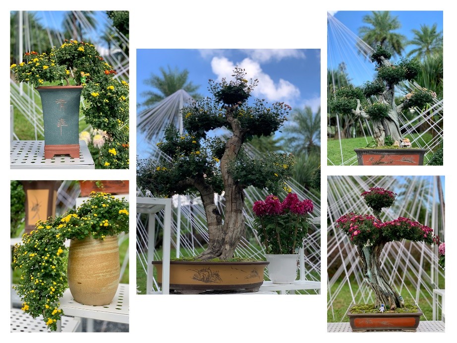 东湖公园赏菊花,深圳市东湖公园一年一季的菊花展