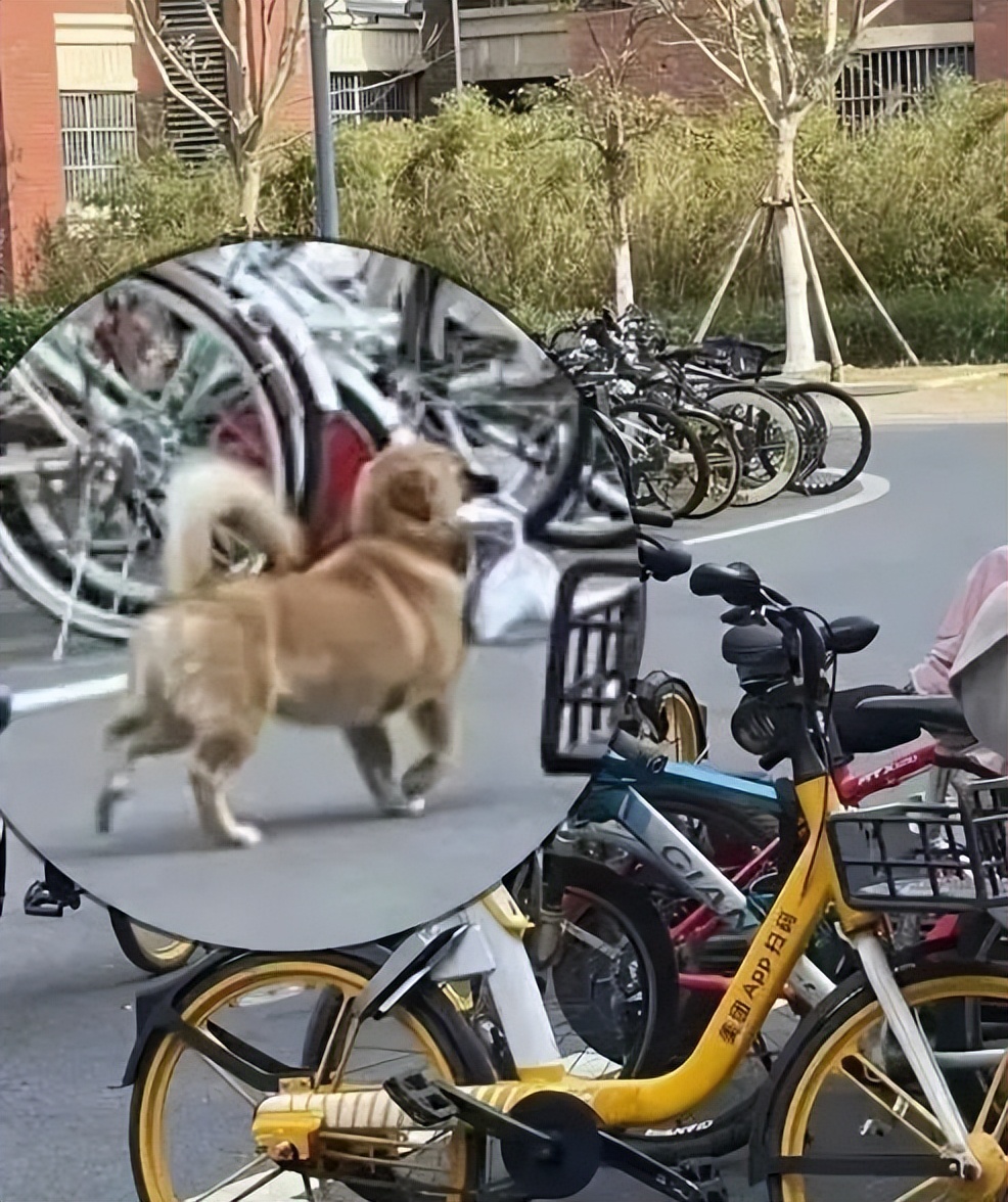 被黑天鹅打了,被黑天鹅打了一顿