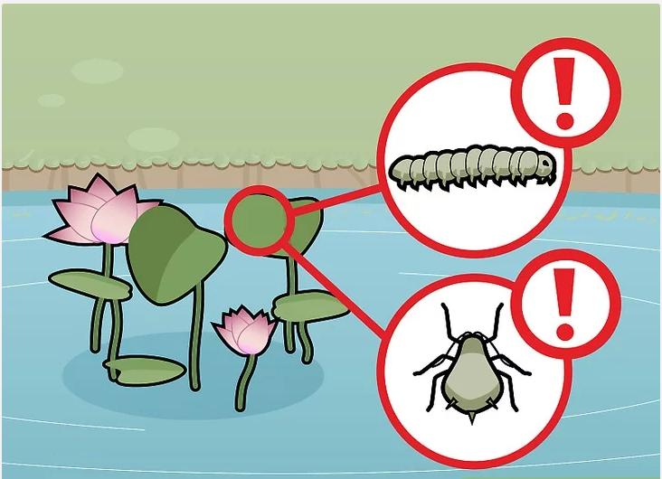 怎么种植莲花盆栽,如何种植莲花芋头