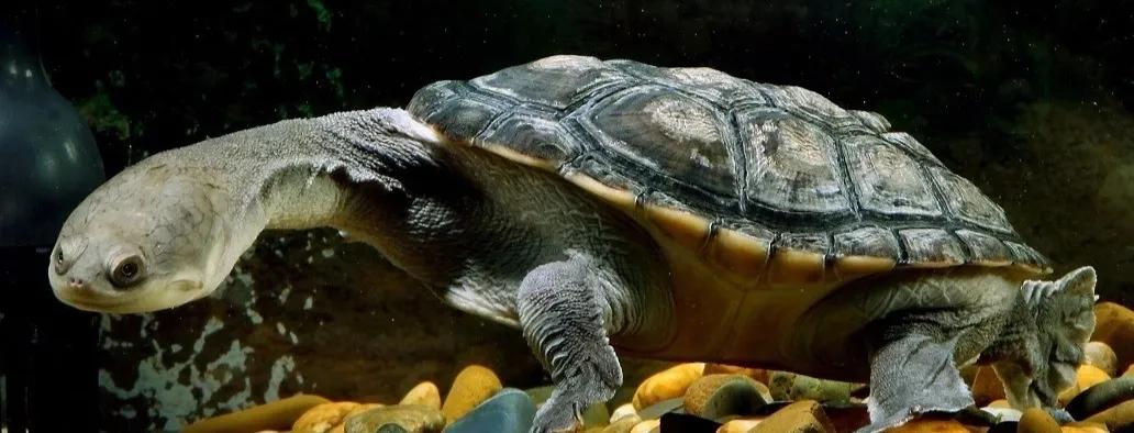 水龟腐皮后怎么处理,水龟腐皮腐甲怎么治疗