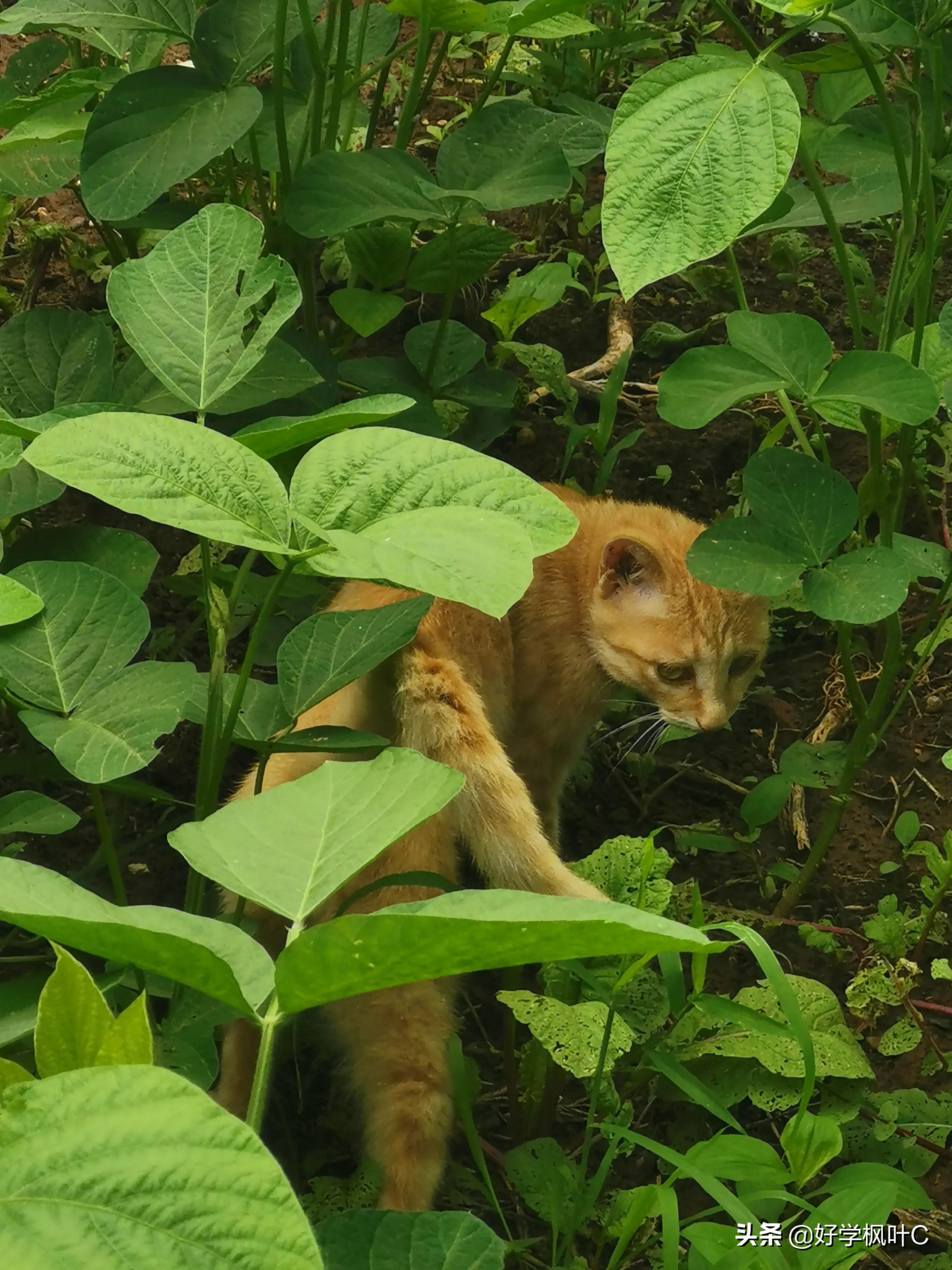 爱“碰瓷”的“猫坚强”，车压数次屡“碰”屡伤，“碰”瘾依旧在