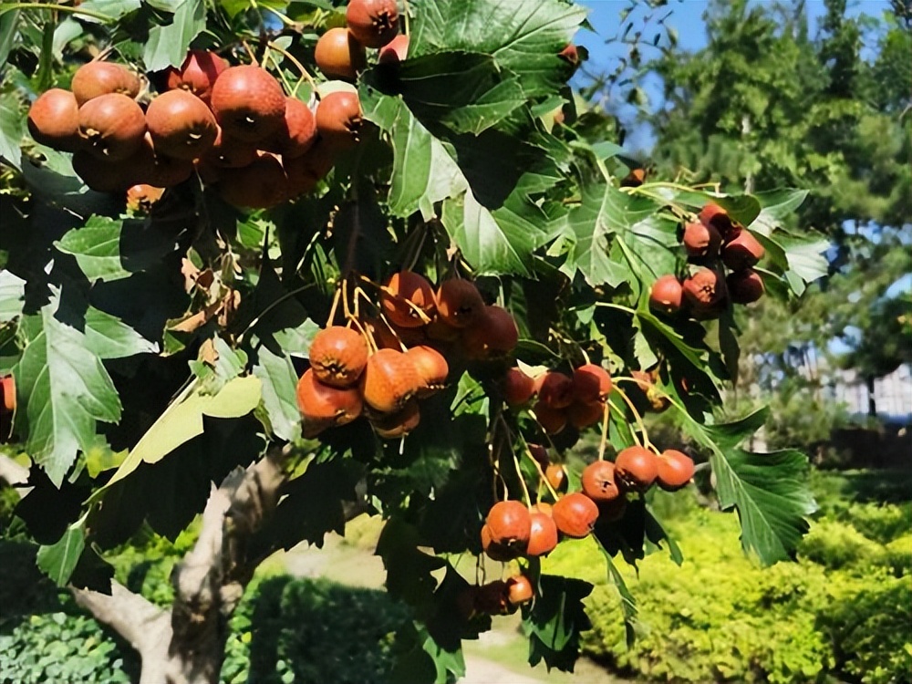 山楂树各阶段病虫害防治技术,山楂树病虫害如何防治