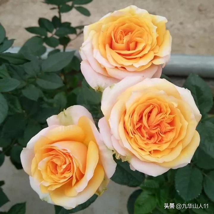 微型月季嫁接最佳品种,丰花微型月季品种有哪些