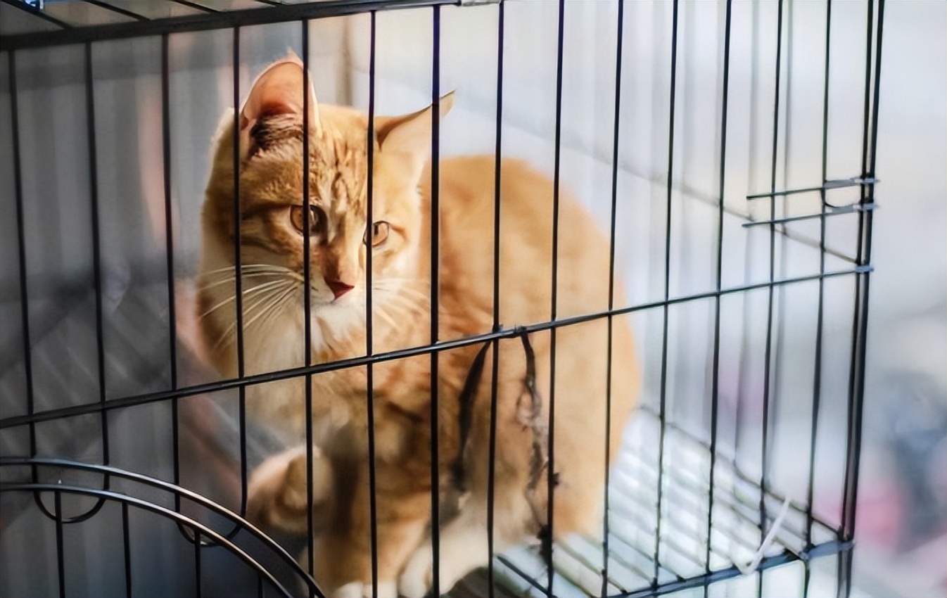 抱有猫癣的猫会得猫癣吗,治疗猫癣猫会痛吗