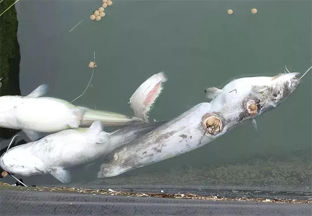 男子20万买一条半死不活的鱼,小伙花800元买一条蓝色大鱼