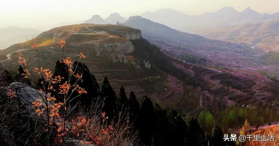 桃子熟了山东蒙阴黄桃,蒙阴蜜桃中国三大名桃