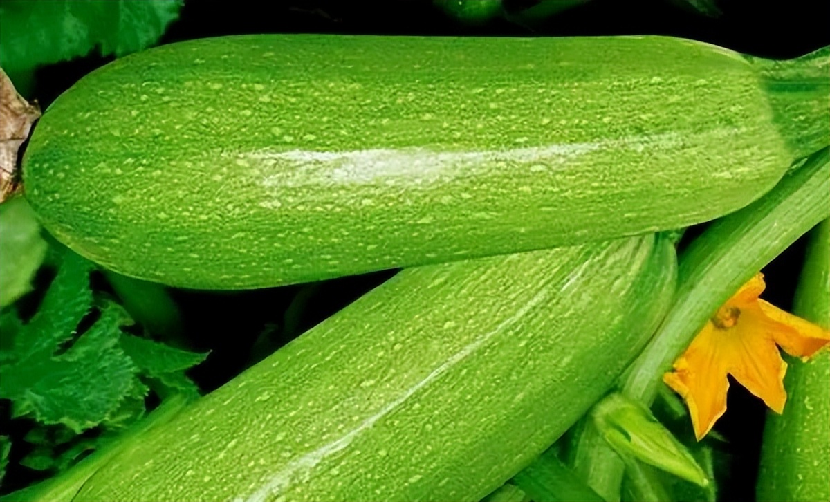 浙江人常吃的蔬菜有哪些,幼儿园常吃的蔬菜有哪些