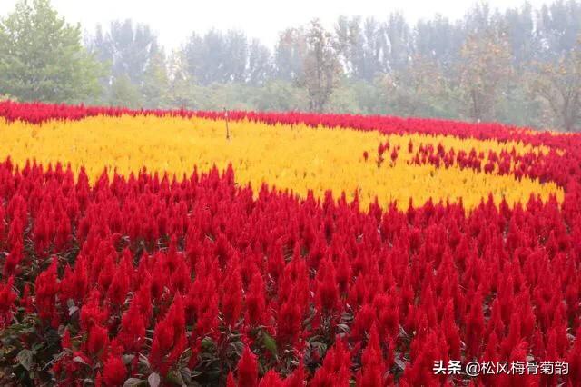 阳光染花颜，清露润芳心，倾情一绽为君开，只盼君再来