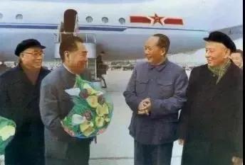 白马蹄莲跟彩色马蹄莲哪个品种好,洁白的马蹄莲图片