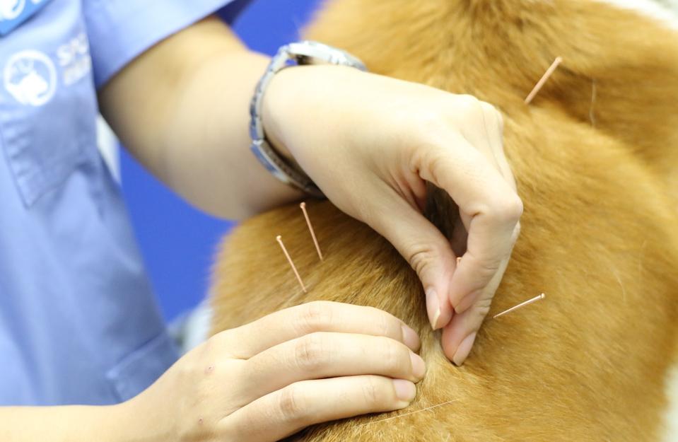 给狗做针灸的视频,带狗去针灸