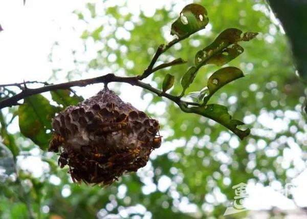 《草根春秋》第一章第十七节童年时代玩什么？（二）