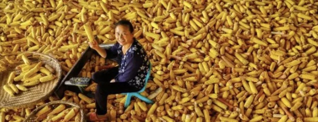 全面推进乡村振兴新闻发布会,人民日报推进乡村振兴获高度关注