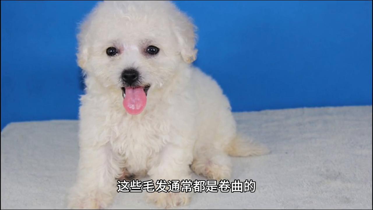 比熊狗是小型狗还是大型的,比熊狗多大算成犬