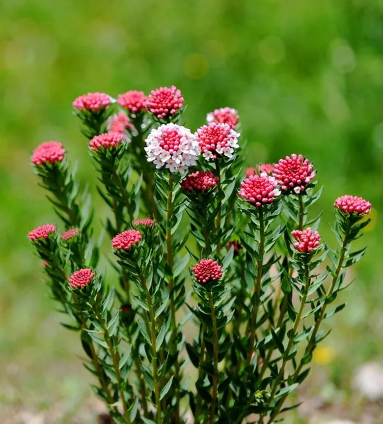屋里烟味大养什么植物,家里最忌讳养的植物