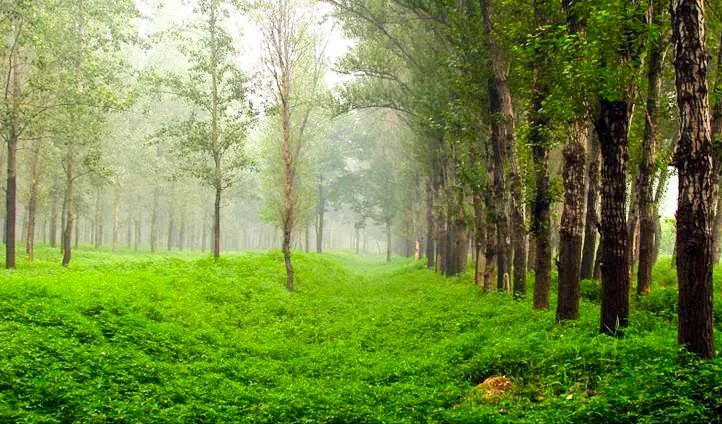【我家门前有条河】藏不住了！初夏必须去打卡的“森林小城”，有着最让人向往的生活！