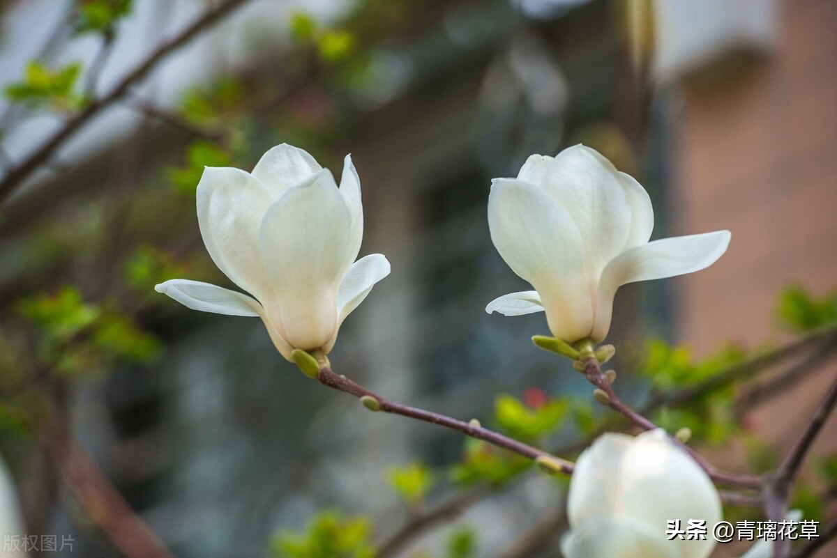 带名字的花卉大全,名字带有春字的花