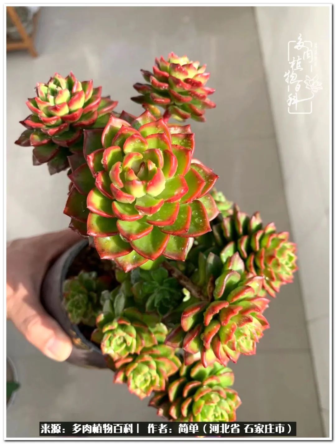 自从养了多肉以后视频,养多肉治愈生活中的疲惫和琐碎