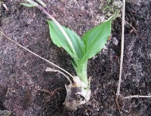 车前草与见血清的区别,见血清和车前草的区别