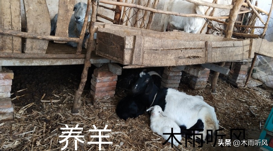 羊长脓包是什么原因造成的,羊身长了个脓包咋治用什么药