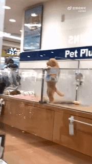 逛宠物店被狗赖上了,路过宠物店被狗狗萌到了