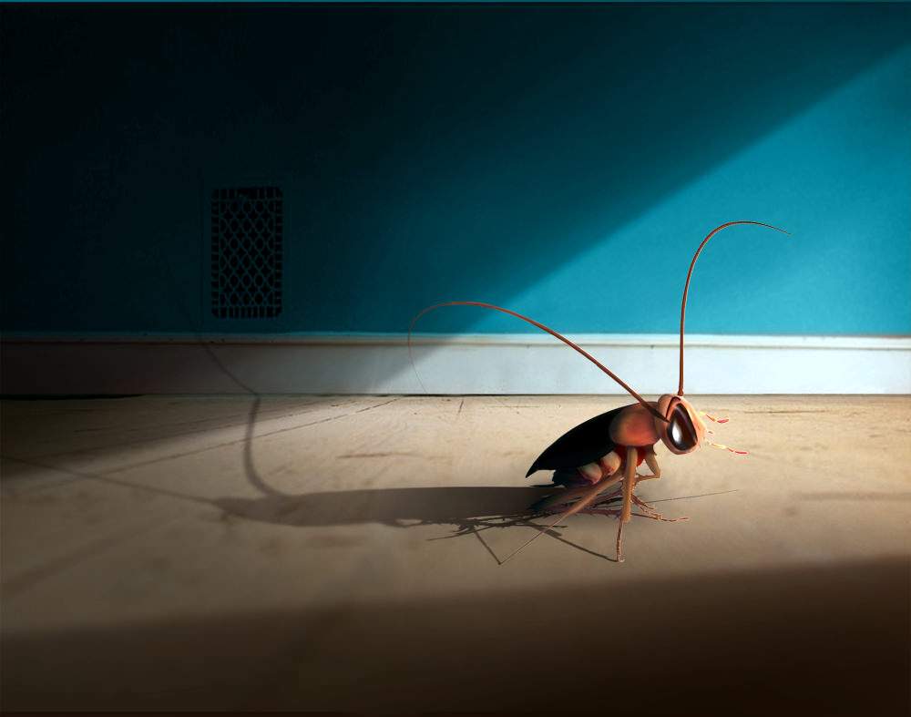 消灭蟑螂不用药一碗水就搞定,如何不用蟑螂药消灭蟑螂