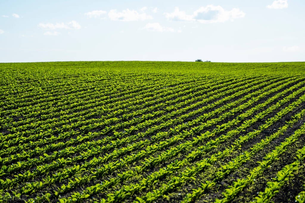 惊蛰春雷惊万物下一句是什么,惊蛰春雷一响惊百虫
