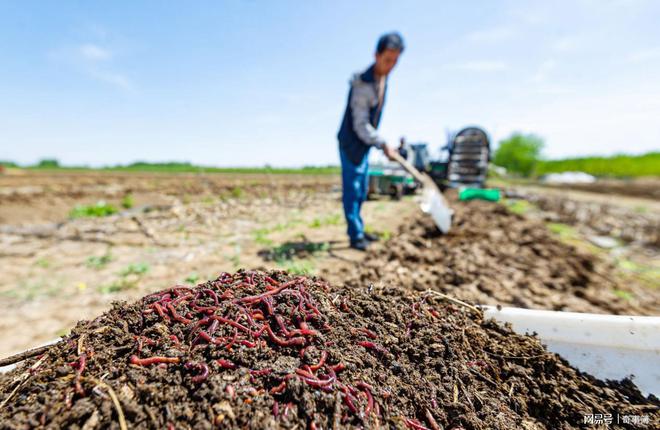 小伙养泥鳅年入百万,90后小伙养变异泥鳅