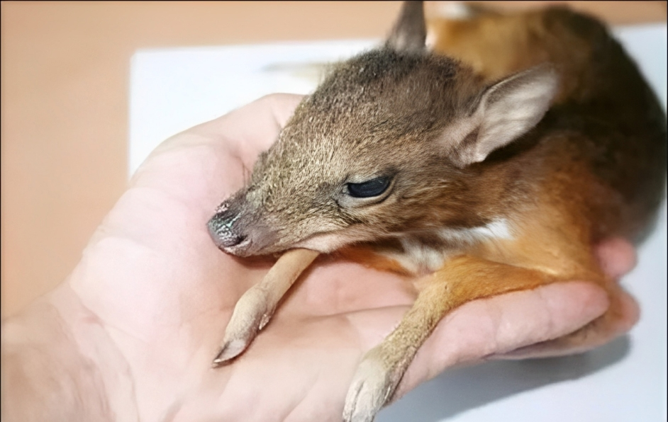 小鼷鹿：比兔子还小，下了水就不会动，云南为它修建专用大桥