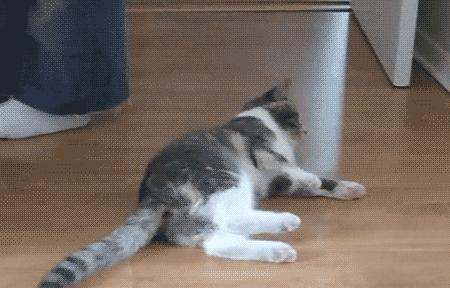 养猫咪可以降低多种疾病的发病率,听说养猫咪久了会有这9种病