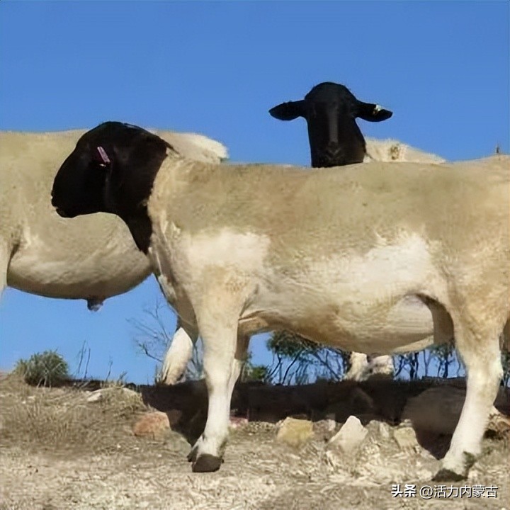 这场“羊”运会，内蒙古申请出战！