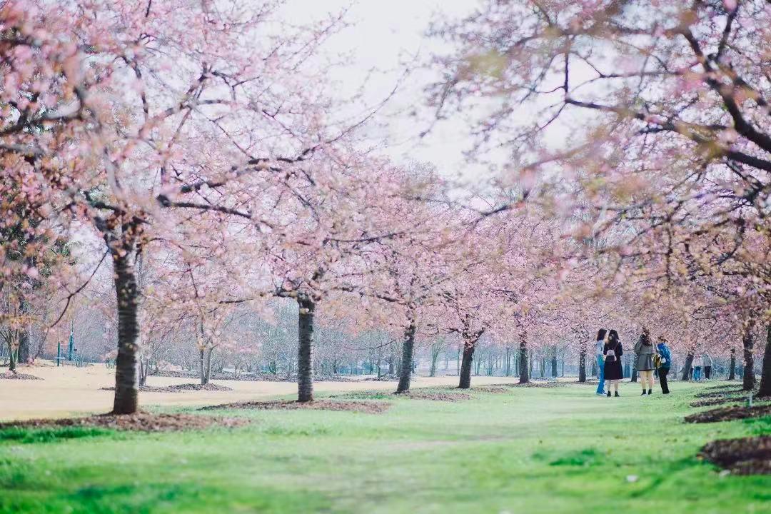醉在春日限定的上海